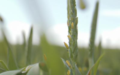Grano saraceno pianta: come coltivarla e trattarla