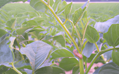 Pirodiserbo: Guida Agronomica