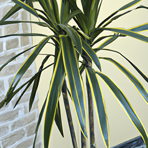 Dracaena marginata: Guida Agronomica