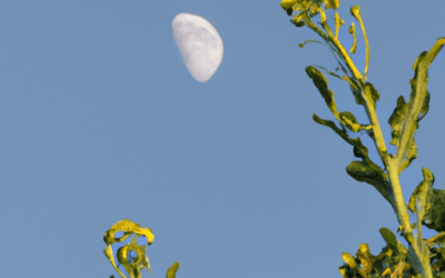 Luna gibbosa calante: Guida Agronomica