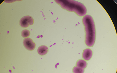 Bacillus Amyloliquefaciens: Guida Agronomica