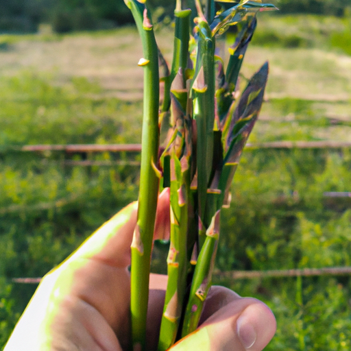 Asparagina selvatica: come coltivarla e trattarla 1 Asparagina selvatica: come coltivarla e trattarla