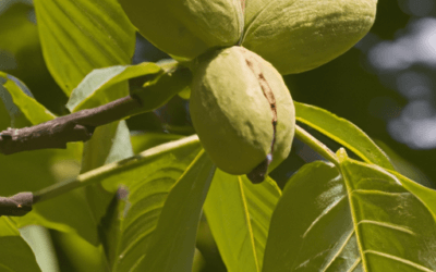 Albero di nocciola: Guida Agronomica