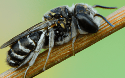 Hermetia illucens: Guida definitiva