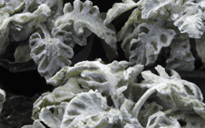 Cineraria marittima: Guida Agronomica