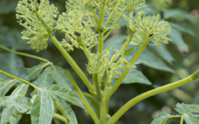 Aralia: Guida Agronomica