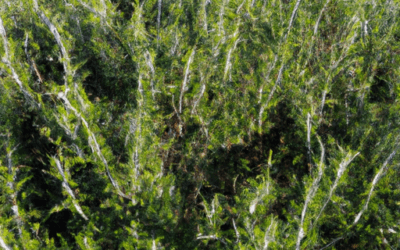 Potatura rosmarino: Guida Agronomica