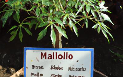 Maioli piante: Tutto quello da sapere