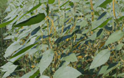 Lecitina di Soia: Usi in Agricoltura