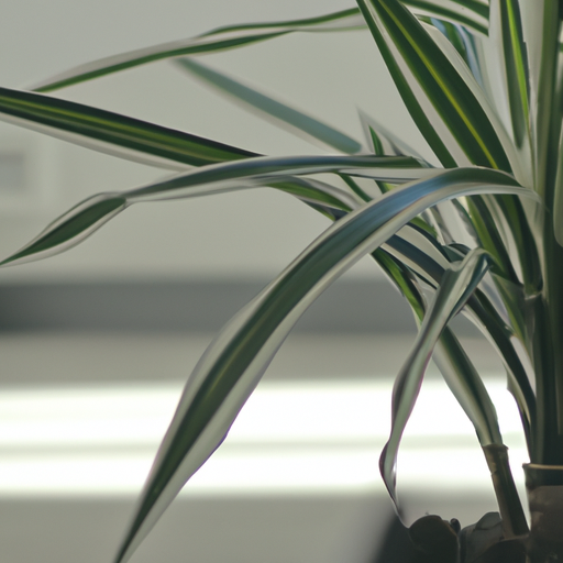 Dracena marginata cura: rimedi agronomici