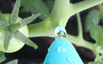 Irrigazione a goccia pomodoro: guida completa