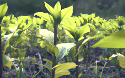 Pianta topinambur: ecco come si coltiva