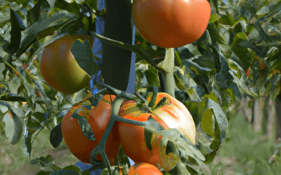 Calcio per pomodori: Tutti i benefici