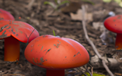 Funghi sanguinelli: 15 cose da sapere