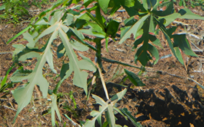 Pianta papaya: come coltivarla e trattarla
