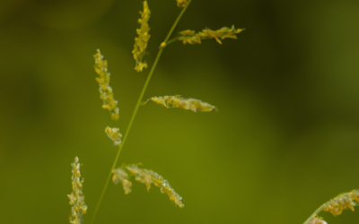 Stegobium paniceum: Guida Agronomica