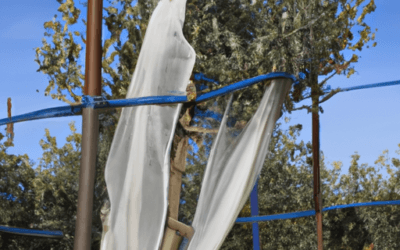 Fitoregolatori per olivo: Guida completa