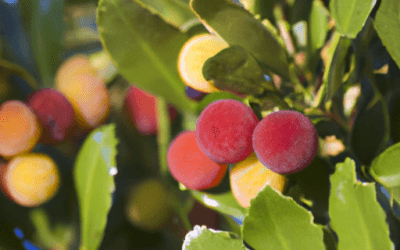 Il corbezzolo: Guida Agronomica