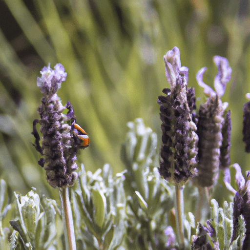 Lavandula stoechas: Guida Agronomica