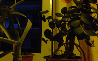 Poca luce piante da interno resistenti al buio