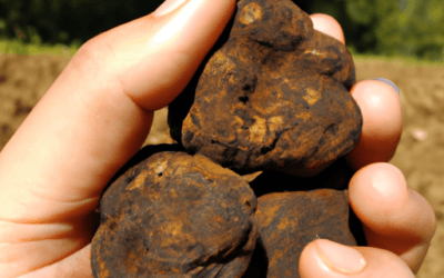 Coltivare tartufo: Guida completa