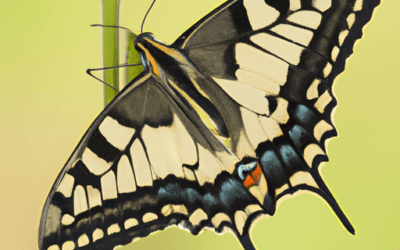 Papilio machaon: Guida Agronomica