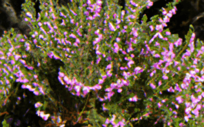 Erica arborea: Guida Agronomica