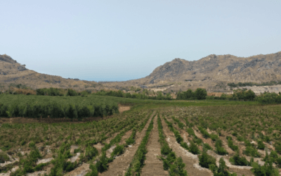 Sicilia agricoltura: Tutto quello da sapere