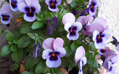 Viole del pensiero: come coltivarle