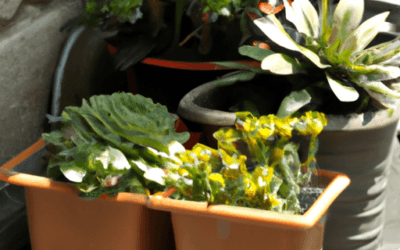 Piante perenni per aiuole al sole – Agrimag