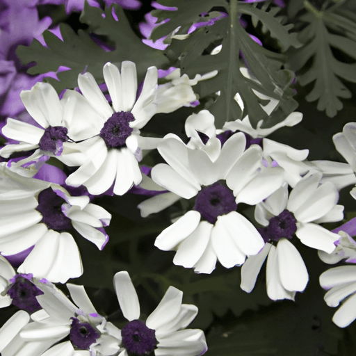 Cineraria marittima: Guida Agronomica