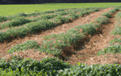 Cover crops: tutto quello che devi sapere