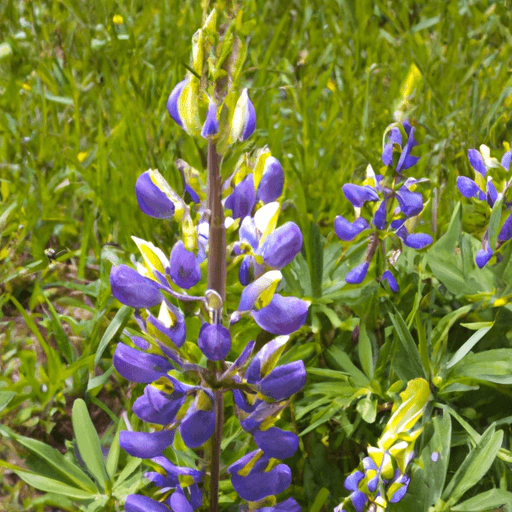 Lupini concime: Guida definitiva 1 Lupini concime: Guida definitiva