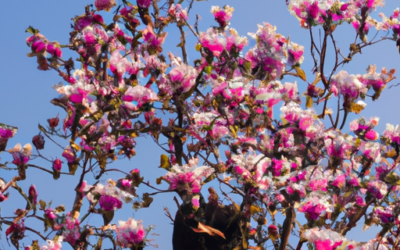 Magnolia soulangeana: Come coltivarla e trattarla
