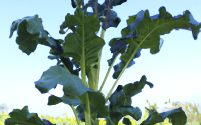 Pianta di ceci: Guida Agronomica