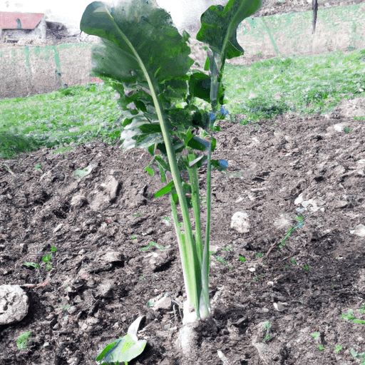 Pianta di cetrioli: Coltivazione e Trattamento - Guida Agronomica 1 Pianta di cetrioli: come trattarla? Guida