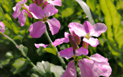 Fiori invernali da esterno: un giardino sempre colorato