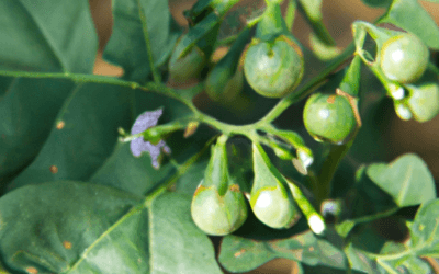 Solanum nigrum: Guida Agronomica