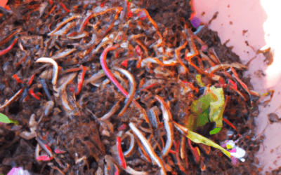 Vermicompost: Tutto quello che devi sapere