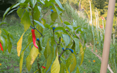 Pianta peperoncino: Guida completa ai trattamenti