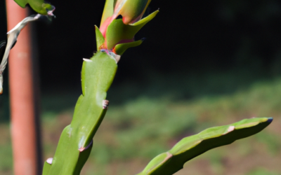 Dragon fruit pianta: tutto quello che devi sapere