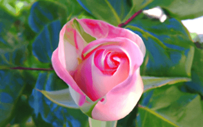 Concime per rose: Guida definitiva