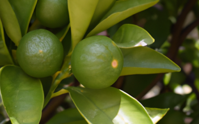 Pianta chinotto: come trattarla in Biologico