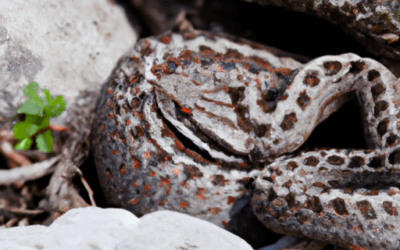Vipera piccola: rimedi utili per la tua sicurezza