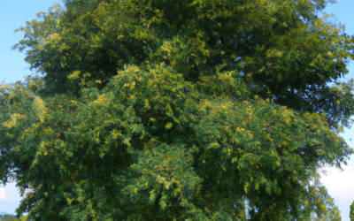 Acacia albero: Guida Agronomica