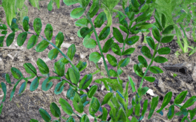 Pianta lenticchie: Guida Agronomica
