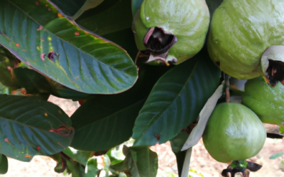 Psidium guajava: come coltivarla e trattarla