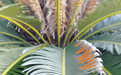 Concime per cycas: Guida definitiva