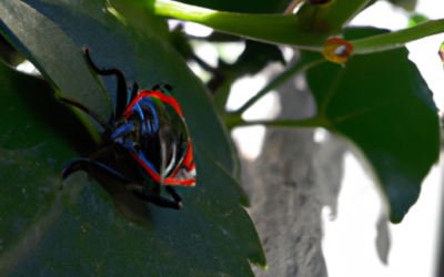 Insetti rossi e neri: ti presento la cimice nera dei cavoli