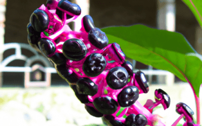 Phytolacca americana: Guida Agronomica